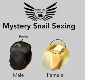 Anatomy & Gender Of A Mystery Snail – Mystery Snail Guardians